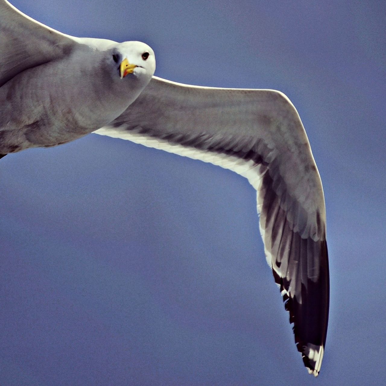 animal themes, one animal, low angle view, animals in the wild, wildlife, bird, flying, part of, spread wings, clear sky, sky, animal body part, animal head, horse, outdoors, close-up, day, nature, no people, seagull