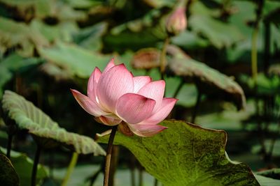 Close-up of pink lotus water lily in pond