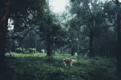 Dog on field in forest