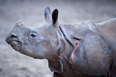 Close-up portrait of elephant