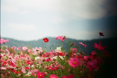 Close-up of pink flowering plants on field against sky