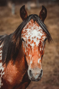 Close-up portrait of horse standing on field