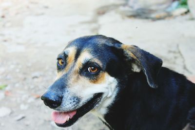 Portrait of dog on footpath