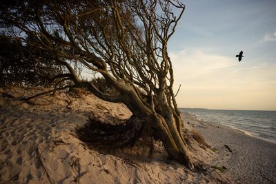 Old tree on beach against sky