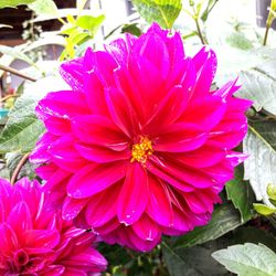 Close-up of pink flowers blooming outdoors