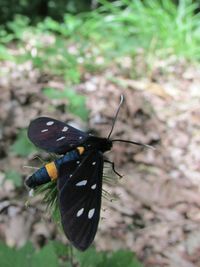 Close-up of butterfly on leaf