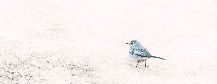 View of bird perching on a land