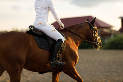 Horse standing on field