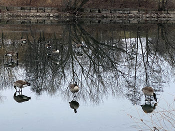 View of birds in lake during winter