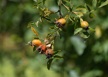 Close-up of berries on plant