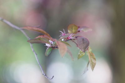 Close-up of cherry blossom on plant