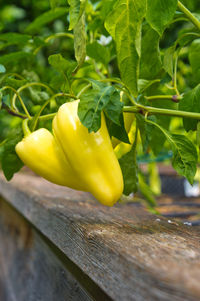 Close-up of yellow bell peppers on wood