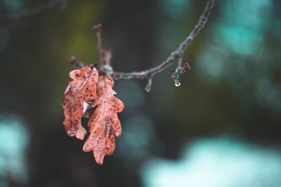 Close-up of red frozen leaves during winter