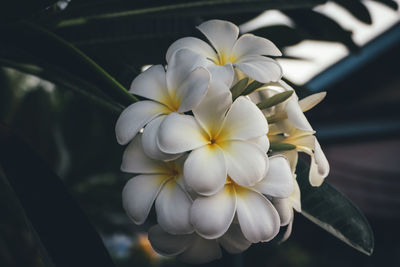 Close-up of white flowering plant