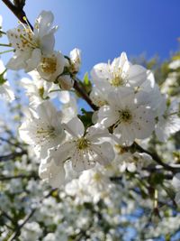 Close-up of cherry blossom