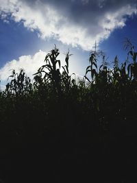 Low angle view of silhouette trees against sky