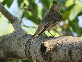 Close-up of bird perching on tree