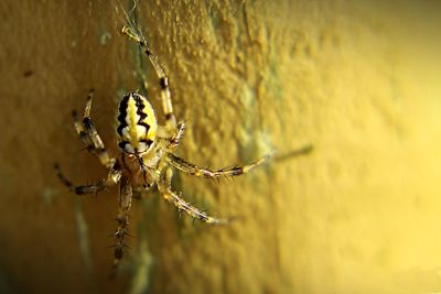 Close-up of spider