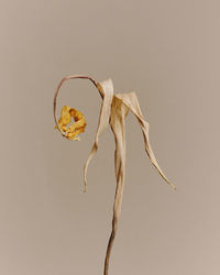 Close-up of dry plant against white background