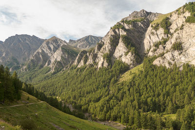 Scenic view of pine trees and mountains against sky