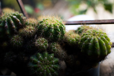 Close-up of succulent plant