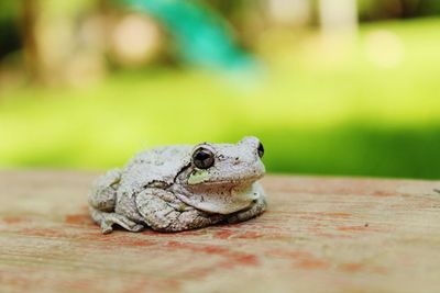 Close-up of toad