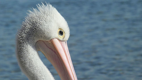 Close-up of pelican