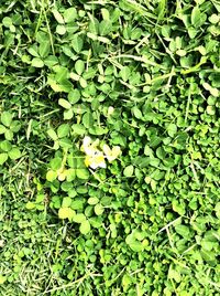 High angle view of snake on plant