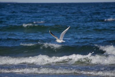 Seagull flying over sea