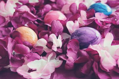 Close-up of colorful easter eggs on pink petals