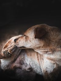 Close-up of a dog looking away