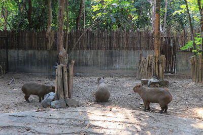 Capybaras in the aviary close-up protection and care of animals in the zoo.