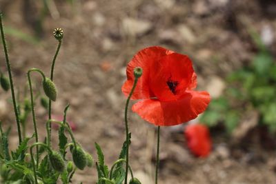 Close-up of red poppy flower on field