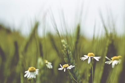 Close-up of flowers blooming in field