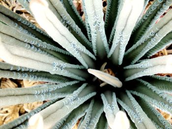Full frame shot of plants