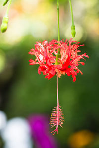 Close-up of red flowering plant