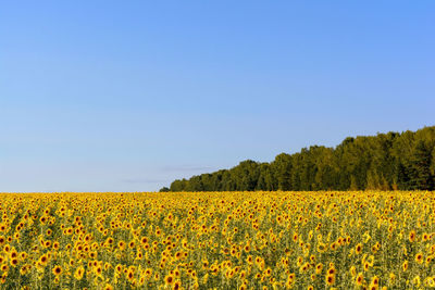 Scenic view of yellow flowering field against clear sky