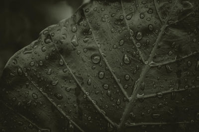 Close-up of water drops on leaves during rainy season