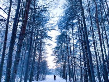 Trees in forest during winter