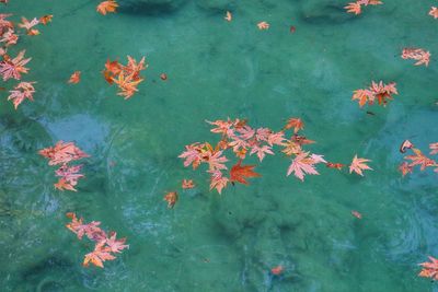 High angle view of orange leaves floating on lake