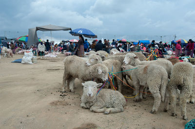 Group of people on land against sky