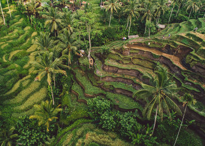 Scenic view of palm trees on field