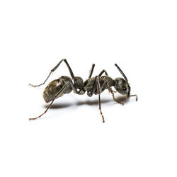 Close-up of ant