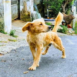 Dog looking away