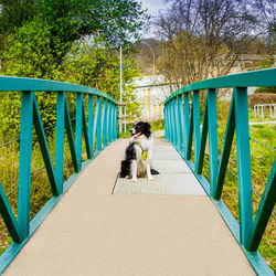 Woman with dog on footbridge