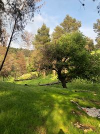 Trees on field against sky