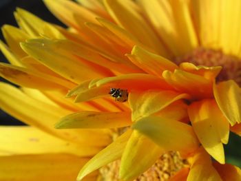 Close-up of insect on yellow flower