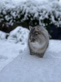 Close-up of cat on snow