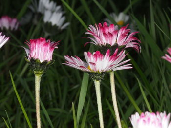 Close-up of pink flowering plants on field