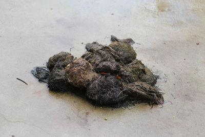 High angle view of crab on sand